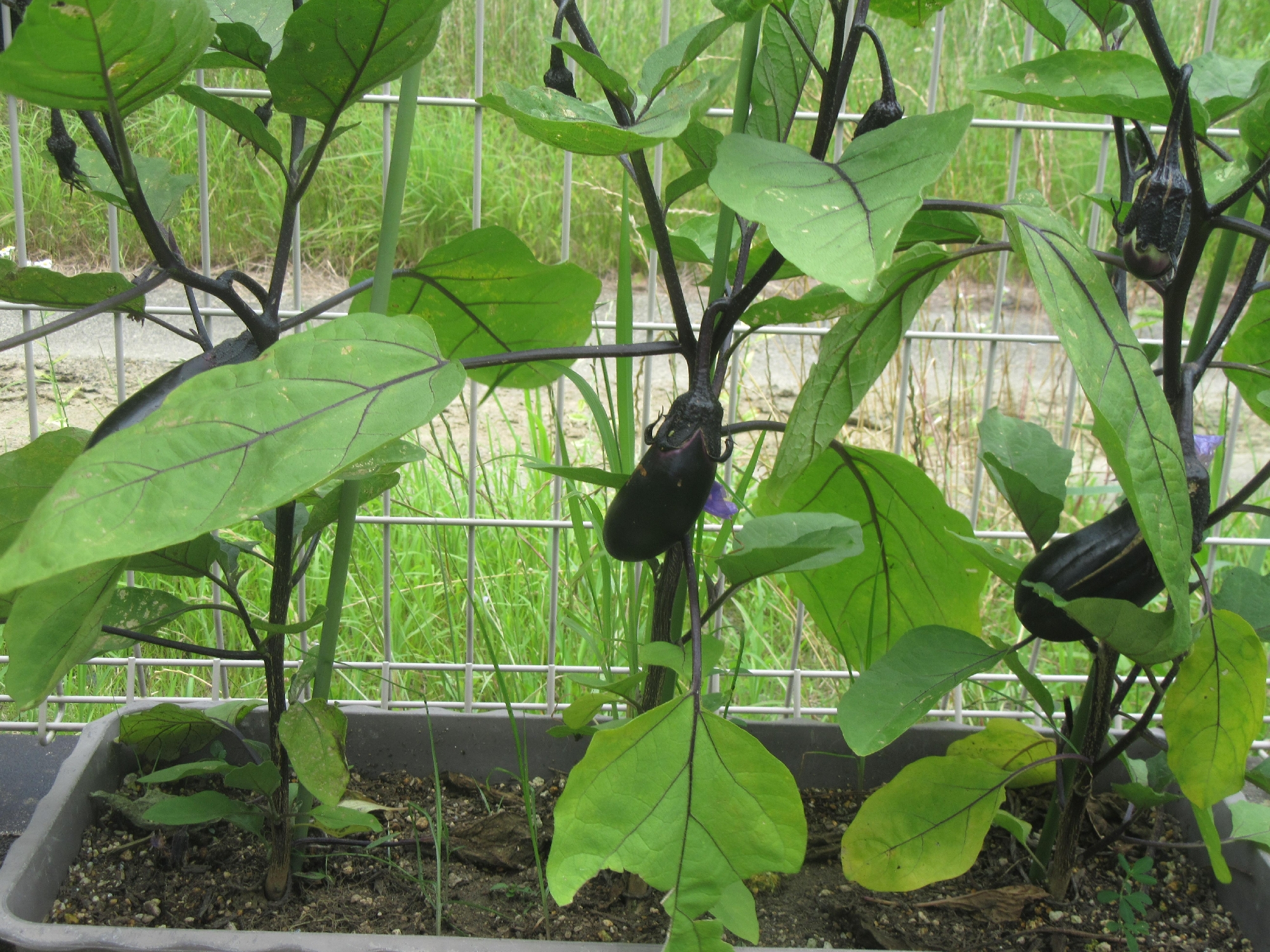 すごいぞ！🥕風の森農園🍠🥔①